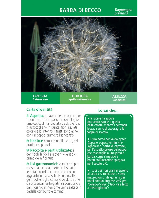 Erbe di campo - MiniGuida