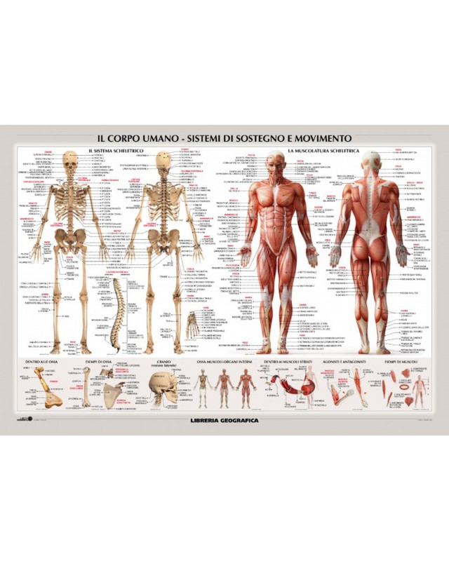 Il Corpo Umano: Sistemi di Sostegno e Movimento - Carta murale