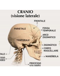 Il Corpo Umano: Sistemi di Sostegno e Movimento - Carta murale