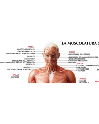 Il Corpo Umano: Apparati e Organi - Carta murale