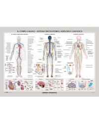 Il Corpo Umano: Sistemi...