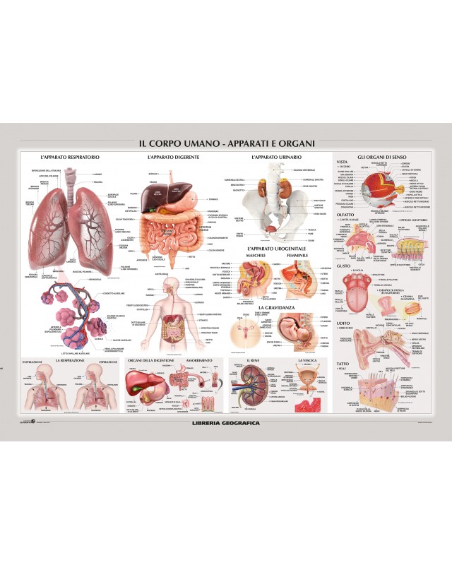 Il Corpo Umano: Apparati e Organi - Carta murale