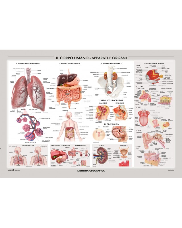 Carta Murale Apparati E Organi Libreria Geografica